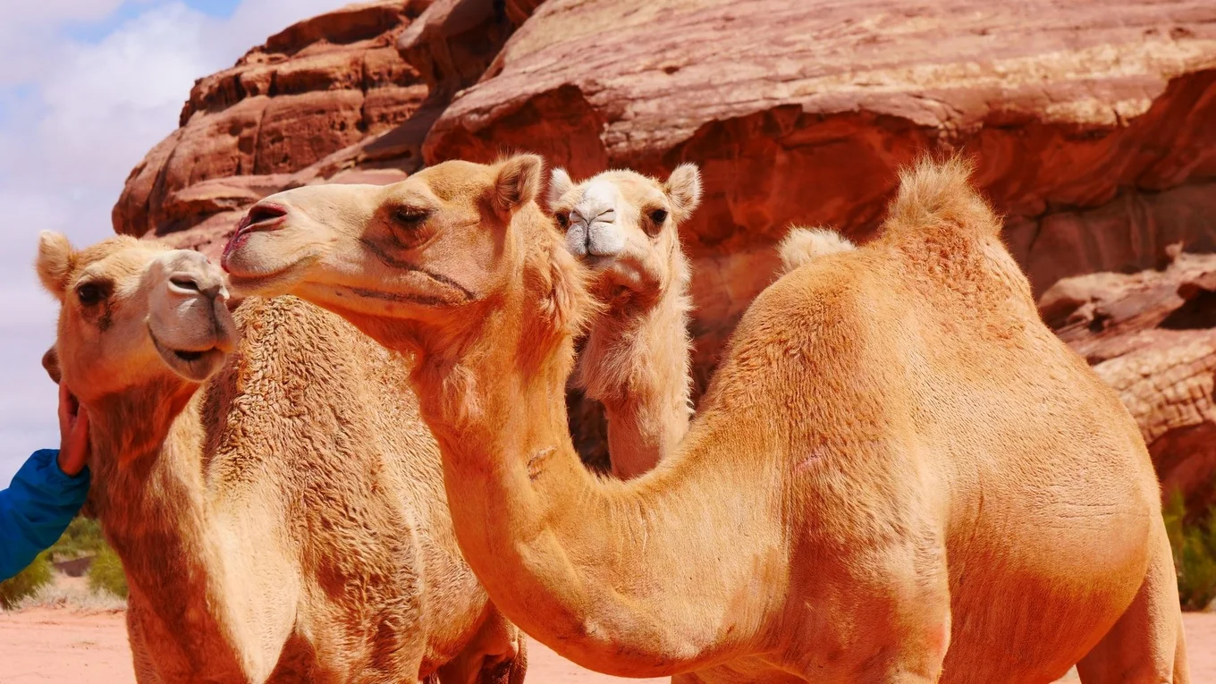 Three camels stand in a desert landscape.