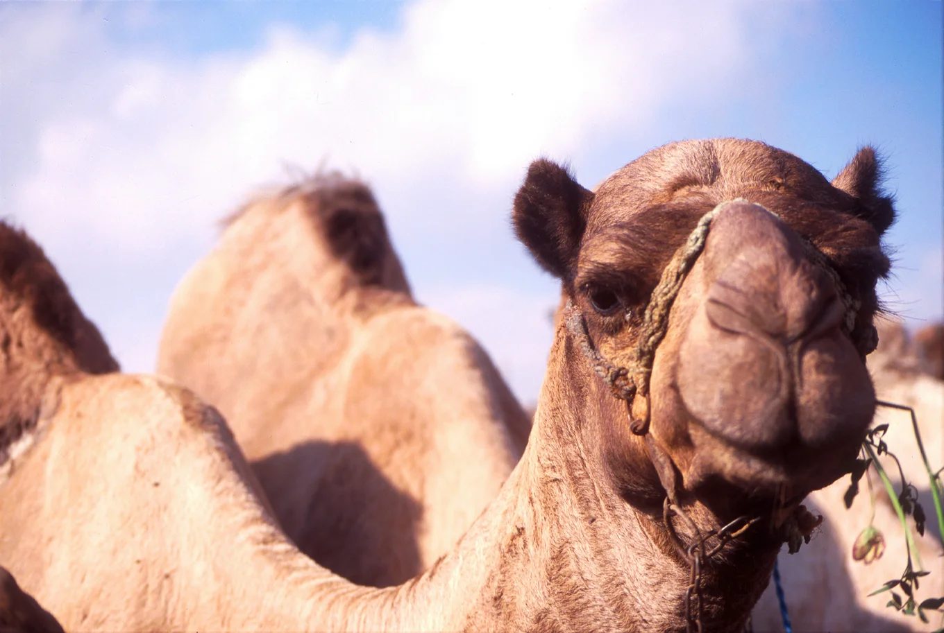 Camel close-up with reins in sandy environment.